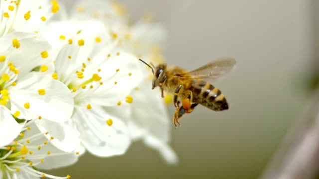image of bee on flower